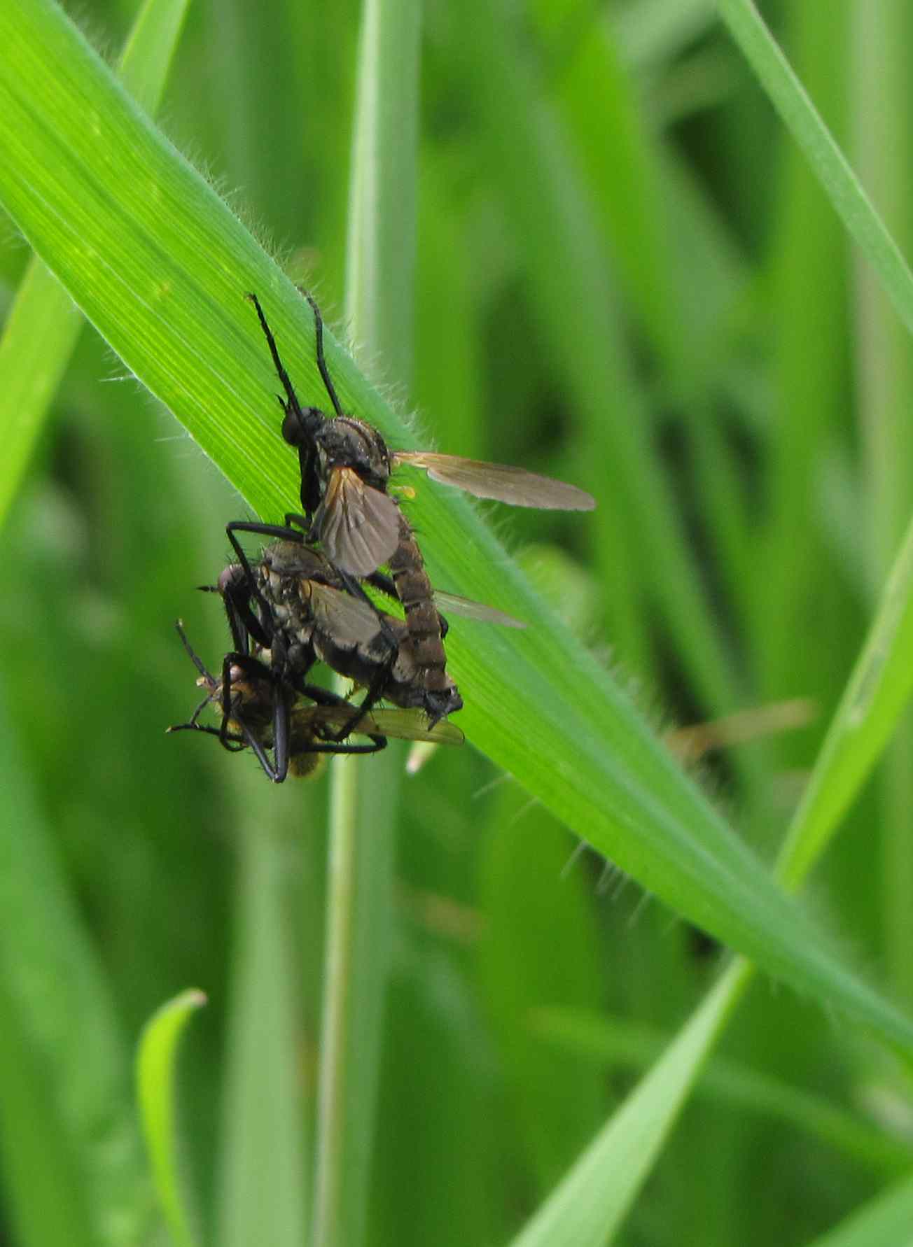 Empididae in accoppiamento con preda